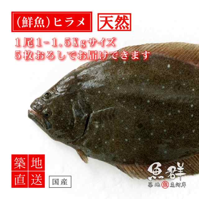 天然 ヒラメ1尾 1 1 5kg前後サイズ 国産 冷蔵便 築地直送 鮮魚 の通販はau Pay マーケット 築地魚群