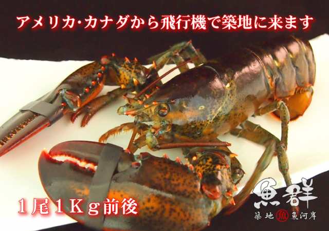 活オマール海老 1尾 1kg前後サイズ アメリカ カナダ産 冷蔵便 築地直送 オマール海老 えび の通販はau Pay マーケット 築地魚群 世界中の美味しい食材を 世界の豊洲市場 よりお届けします