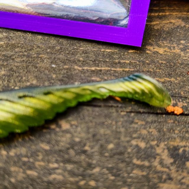 バス釣り　シャッド　セット imgrc0083505945.jpg