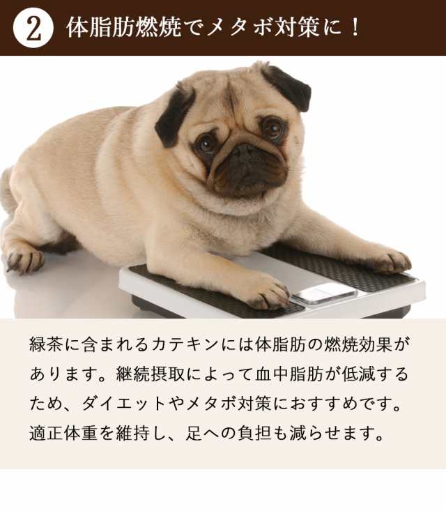 犬 体臭 口臭 ダイエット 犬用 サプリメント 送料無料 ドッグフード 犬用おやつ カテキンキューブ 100g 10袋セット 国産の通販はau Pay マーケット ドリームリアライズ