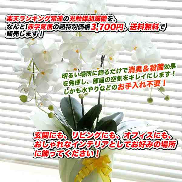 大切な方への贈り物 光触媒胡蝶蘭3本立 クリスマス プレゼント ギフト 花 父の日 母の日 こちょうらん お祝い 御祝の通販はau Pay マーケット 生活館livinza