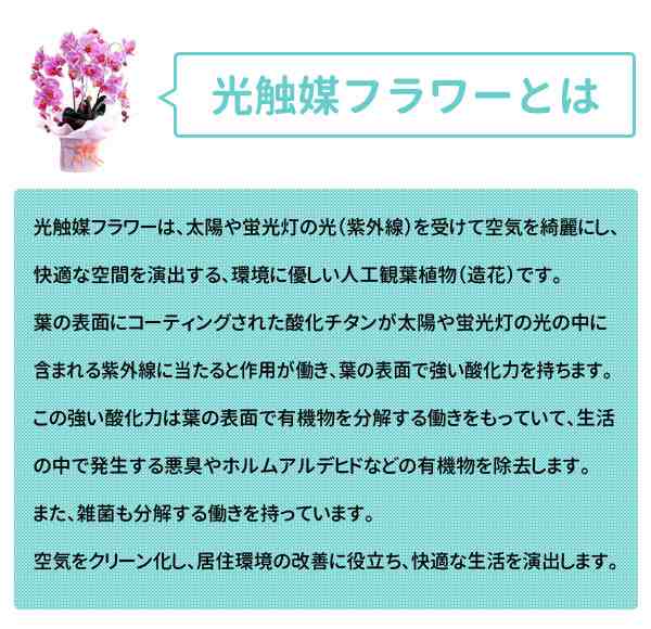 大切な方への贈り物 光触媒胡蝶蘭3本立 クリスマス プレゼント ギフト 花 父の日 母の日 こちょうらん お祝い 御祝の通販はau Pay マーケット 生活館livinza