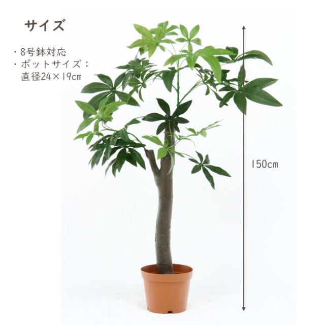 GreenInterior 観葉植物 バキラ 朴の木タイプ (フェイク 大型 鉢 自然 