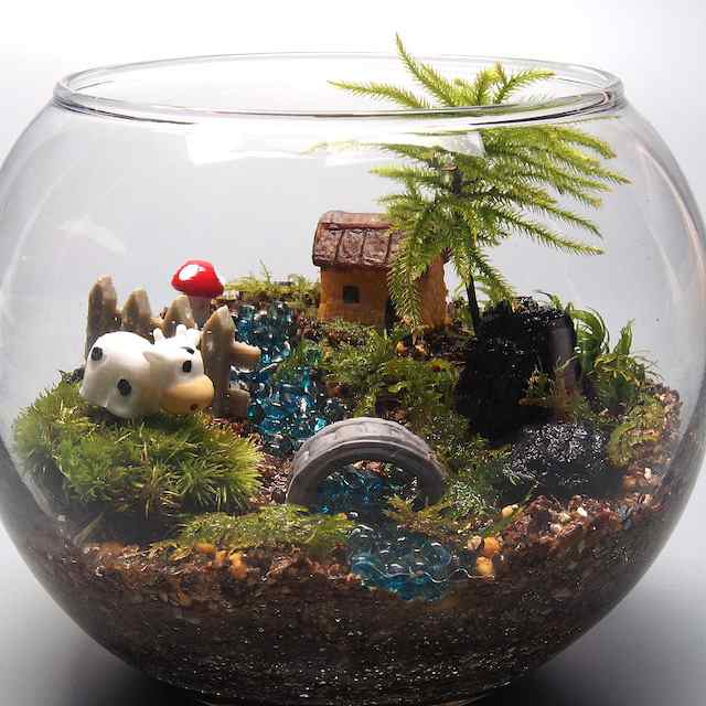 コウヤノマンネングサ 苔テラリウム 手作りキット 金魚鉢 観葉植物