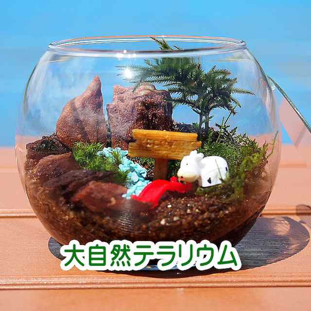 大自然 コウヤノマンネングサ 苔テラリウム 手作りキット 一式