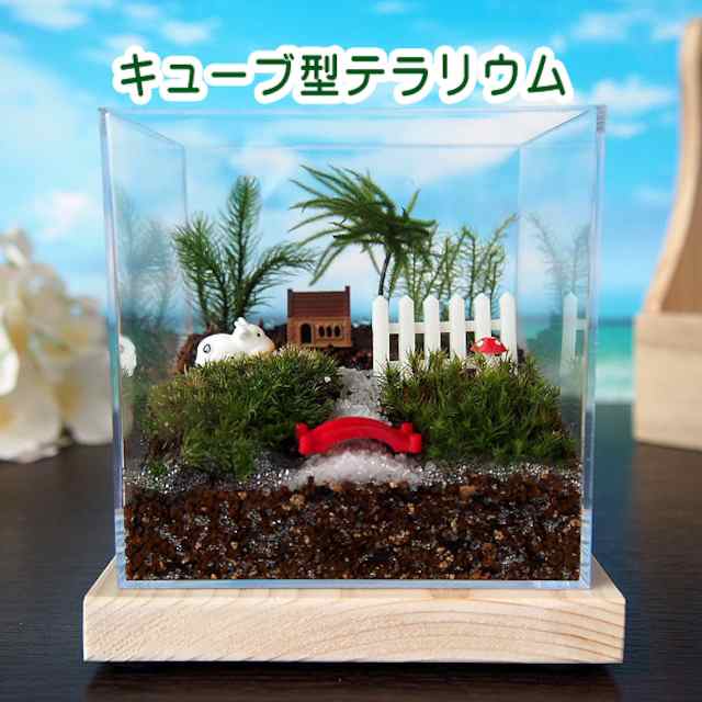 キューブ型 コウヤノマンネングサ 苔テラリウム 手作りキット 一式 観葉植物 おしゃれ ミニ テラリウム コケリウム 苔 コケ アクアリウムの通販はau  PAY マーケット - ハッピーライフきりんかん | au PAY マーケット－通販サイト