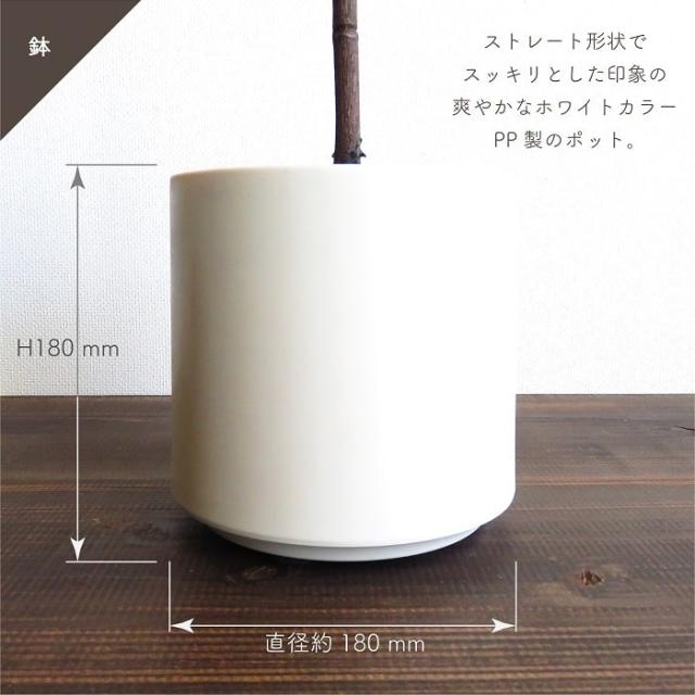 人工観葉植物 アーティフィシャルグリーン ユーカリツリー120 高さ120cm ユーカリ 造花 フェイクグリーン インテリアグリーン 鉢物 観葉植物 贈り物 インテリア_8