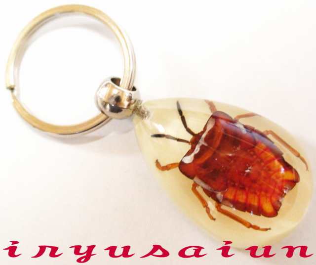 ライチカメムシ 幼虫 Specimen key ring 昆虫 生物標本 キーホルダー 新品 プレゼント ギフト おしゃれ 実用的 威龍彩雲通販｜au  PAY マーケット