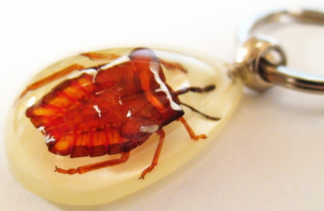 ライチカメムシ 幼虫 Specimen key ring 昆虫 生物標本 キーホルダー 新品 プレゼント ギフト おしゃれ 実用的 威龍彩雲通販｜au  PAY マーケット