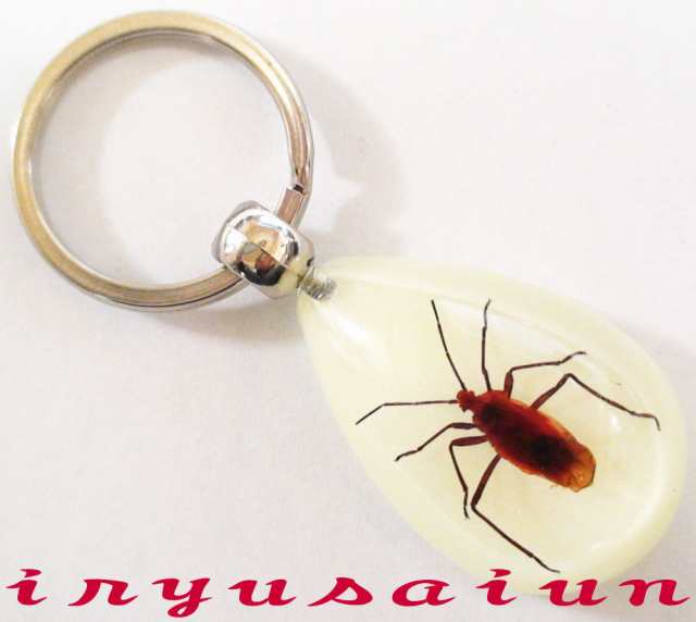 ホシカメムシ Specimen Key Ring 昆虫 生物標本 キーホルダー 新品 プレゼント ギフト おしゃれ 実用的 威龍彩雲通販の通販はau Pay マーケット 威龍彩雲通販