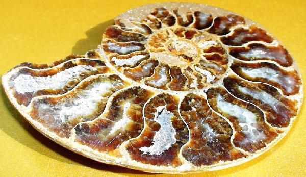 アンモナイト化 約5c オレンジ色 N2 stone Natural] 天然化石