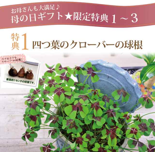 遅れてゴメンね 母の日 プレゼント ロングボックス ソープフラワー バラ 花 フラワーアレンジメント 石鹸 香り フレグランス インテリア の通販はau Pay マーケット ｆｌｅｕｒ ｔｏｗｎ 吉本花城園