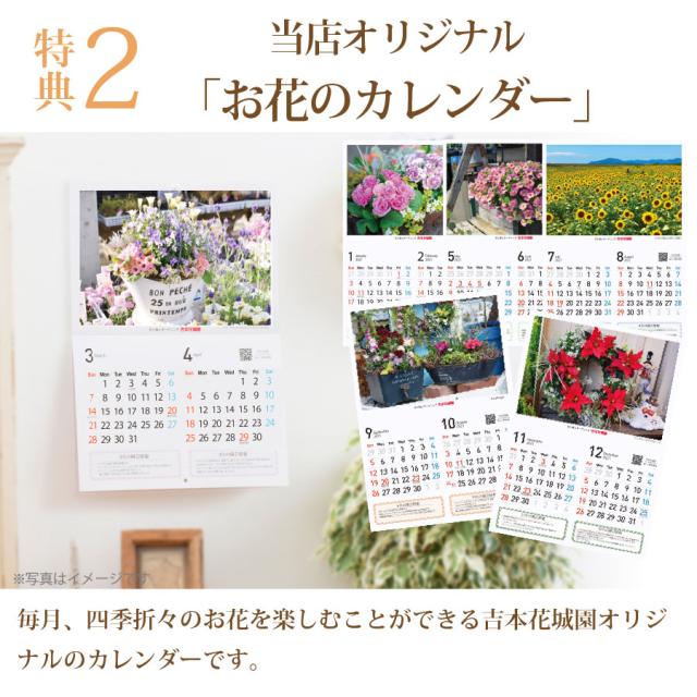 母の日 プレゼント 花 ギフト 鉢植え クレマチス 北浜 白 特典付き 22年 の通販はau Pay マーケット ｆｌｅｕｒ ｔｏｗｎ 吉本花城園