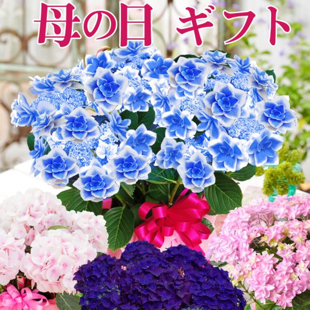 母の日 ギフト アジサイ 鉢植え ゴールドセレクション 22年 あじさいの通販はau Pay マーケット fleur town 吉本花城園 母の日 ギフト アジサイ 鉢植え ゴールドセレクション 22年 あじさいの通販はau Pay マーケット fleur town 吉本花城園