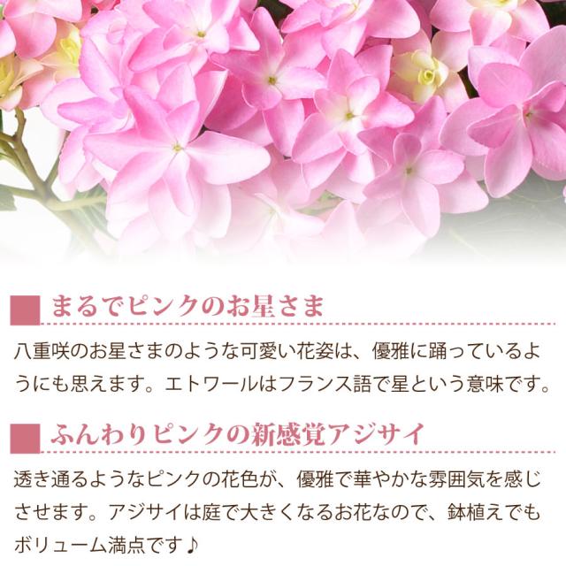 母の日 ギフト アジサイ 鉢植え ゴールドセレクション 22年 あじさいの通販はau Pay マーケット ｆｌｅｕｒ ｔｏｗｎ 吉本花城園