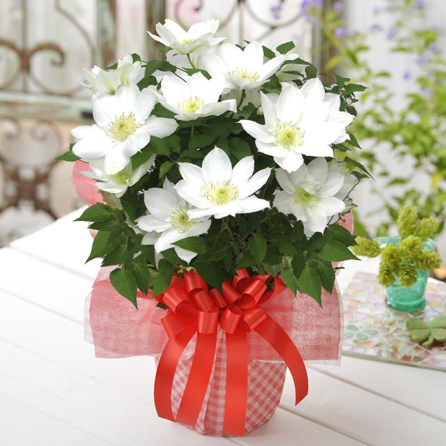 母の日 プレゼント 花 ギフト 鉢植え クレマチス 北浜 白 特典付き 22年 の通販はau Pay マーケット ｆｌｅｕｒ ｔｏｗｎ 吉本花城園