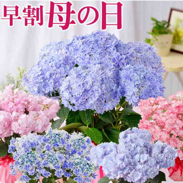 早割 母の日 プレゼント アジサイ 花 ギフト 鉢植え あじさい 紫陽花 万華鏡 ケイコピンク ケイコブルー ピンキーリング パープルリング の通販はau Pay マーケット ｆｌｅｕｒ ｔｏｗｎ 吉本花城園