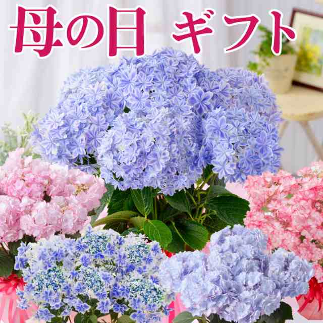 母の日 プレゼント アジサイ 花 ギフト 鉢植え あじさい 紫陽花 万華鏡 ケイコピンク ケイコブルー ピンキーリング パープルリング 銀河 の通販はau Pay マーケット ｆｌｅｕｒ ｔｏｗｎ 吉本花城園