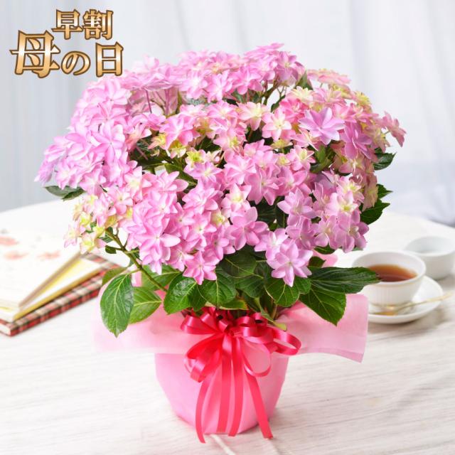 母の日 ギフト プレゼント 鉢植え 八重咲き アジサイ ピンクエトワール ダンスパーティ 21の通販はau Pay マーケット ｆｌｅｕｒ ｔｏｗｎ 吉本花城園