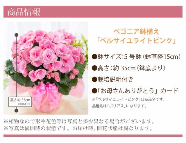 母の日 ギフト プレゼント 季節の鉢花 プレゼント 選べる リーガースベゴニアの通販はau Pay マーケット ｆｌｅｕｒ ｔｏｗｎ 吉本花城園