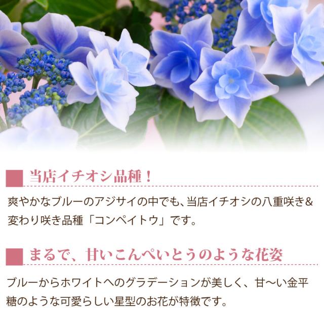 母の日 ギフト アジサイ 鉢植え ゴールドセレクション 22年 あじさいの通販はau Pay マーケット ｆｌｅｕｒ ｔｏｗｎ 吉本花城園