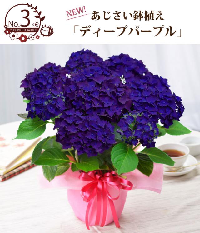 母の日 ギフト アジサイ 鉢植え ゴールドセレクション 22年 あじさいの通販はau Pay マーケット ｆｌｅｕｒ ｔｏｗｎ 吉本花城園