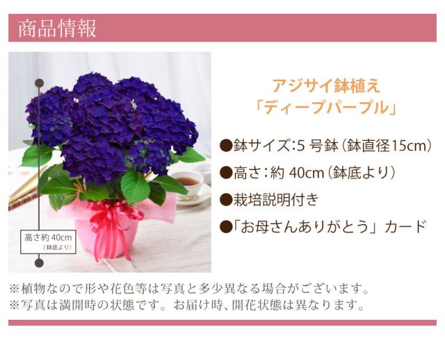 母の日 ギフト アジサイ 鉢植え ゴールドセレクション 22年 あじさいの通販はau Pay マーケット ｆｌｅｕｒ ｔｏｗｎ 吉本花城園