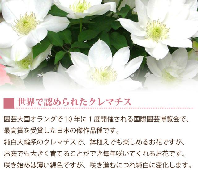 母の日 プレゼント 花 ギフト 鉢植え クレマチス 北浜 白 特典付き 22年 の通販はau Pay マーケット ｆｌｅｕｒ ｔｏｗｎ 吉本花城園