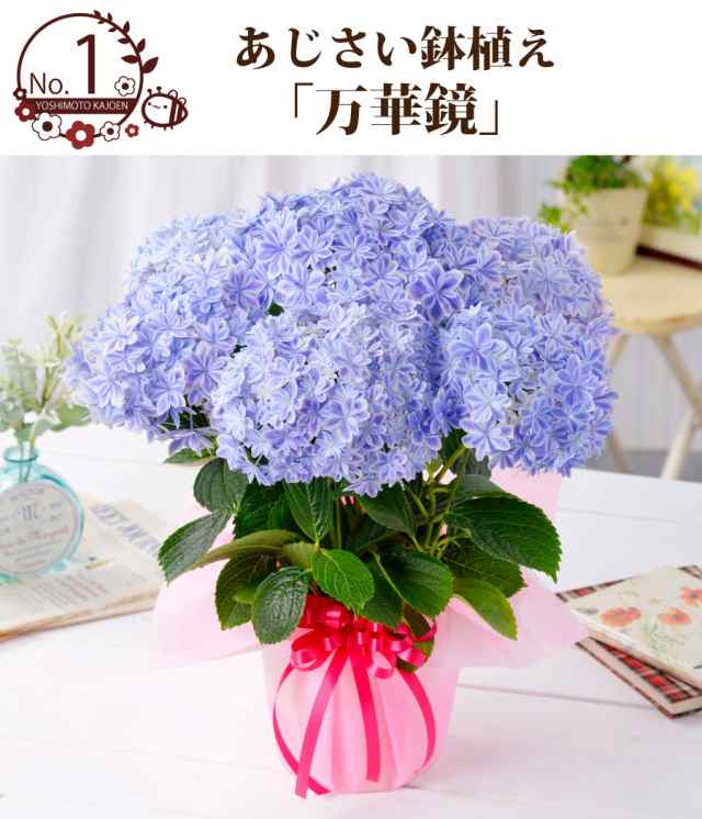 母の日 アジサイ ギフト プレゼント 紫陽花 あじさい お花の好きなお母さんに 超希少種な選べるアジサイ鉢植えセレクション 万華鏡 21 の通販はau Pay マーケット ｆｌｅｕｒ ｔｏｗｎ 吉本花城園