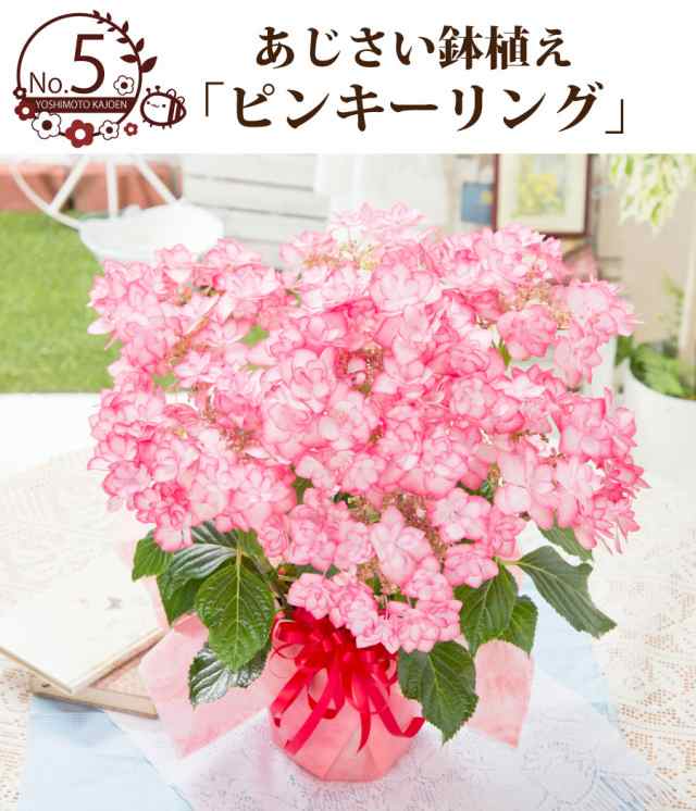 母の日 アジサイ ギフト プレゼント 紫陽花 あじさい お花の好きなお母さんに 超希少種な選べるアジサイ鉢植えセレクション 万華鏡 21 の通販はau Pay マーケット ｆｌｅｕｒ ｔｏｗｎ 吉本花城園