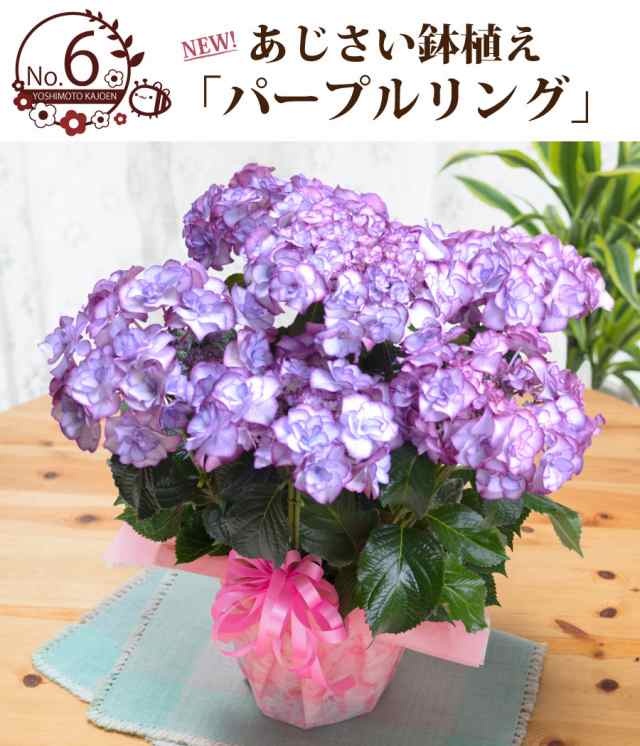 母の日 アジサイ ギフト プレゼント 紫陽花 あじさい お花の好きなお母さんに 超希少種な選べるアジサイ鉢植えセレクション 万華鏡 21 の通販はau Pay マーケット ｆｌｅｕｒ ｔｏｗｎ 吉本花城園