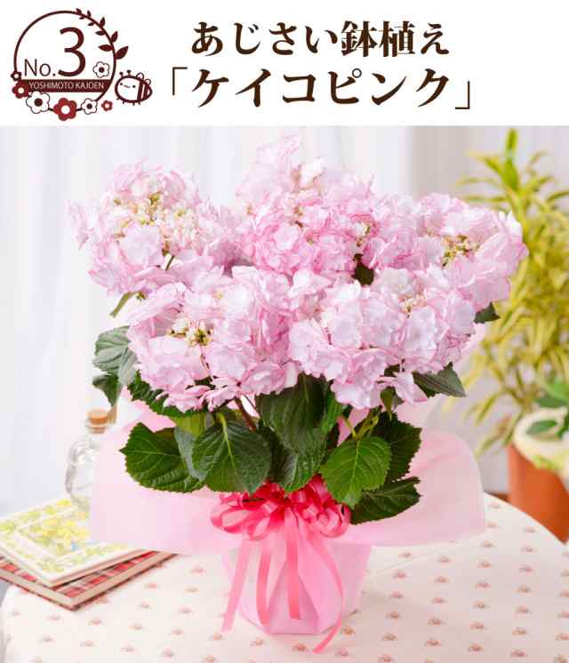 母の日 アジサイ ギフト プレゼント 紫陽花 あじさい お花の好きなお母さんに 超希少種な選べるアジサイ鉢植えセレクション 万華鏡 21 の通販はau Pay マーケット ｆｌｅｕｒ ｔｏｗｎ 吉本花城園