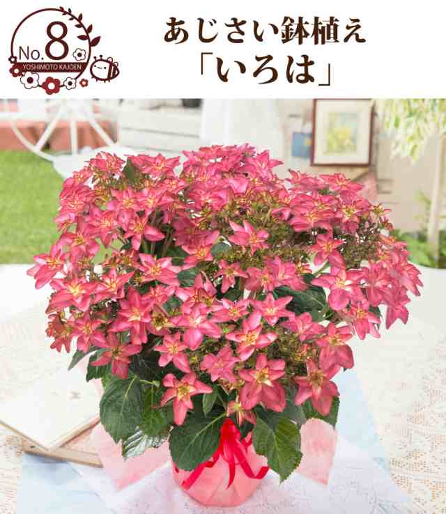 母の日 アジサイ ギフト プレゼント 紫陽花 あじさい お花の好きなお母さんに 超希少種な選べるアジサイ鉢植えセレクション 万華鏡 21 の通販はau Pay マーケット ｆｌｅｕｒ ｔｏｗｎ 吉本花城園