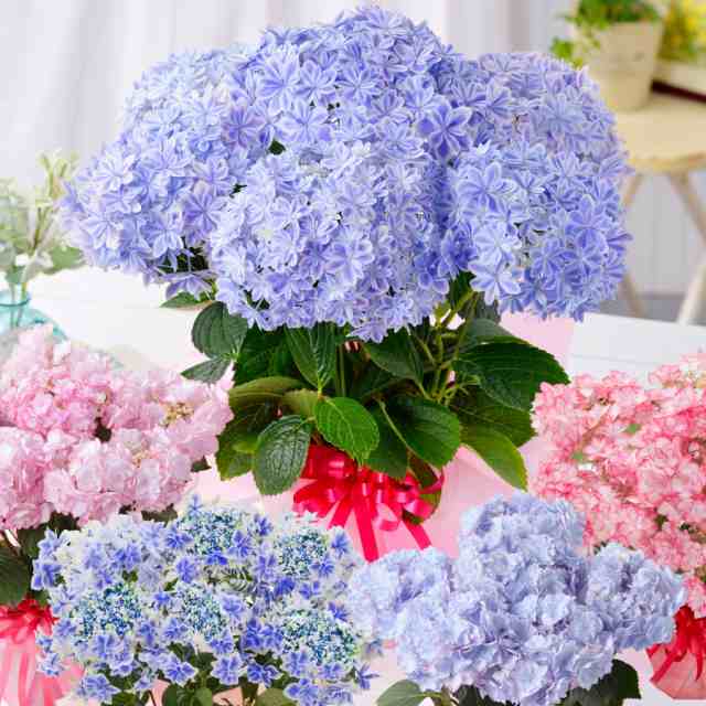 母の日 アジサイ ギフト プレゼント 紫陽花 あじさい お花の好きなお母さんに 超希少種な選べるアジサイ鉢植えセレクション 万華鏡 21 の通販はau Pay マーケット ｆｌｅｕｒ ｔｏｗｎ 吉本花城園