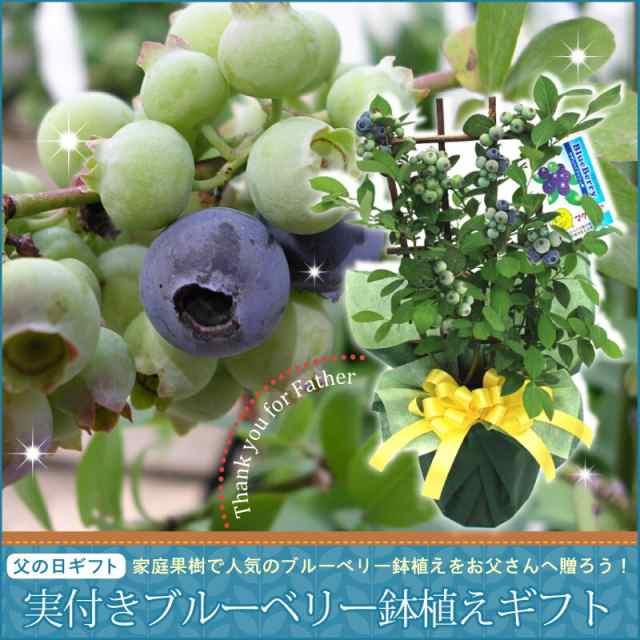 父の日 プレゼント 実付きブルーベリー鉢植えギフト 果樹苗 果物 家庭菜園 21の通販はau Pay マーケット ｆｌｅｕｒ ｔｏｗｎ 吉本花城園