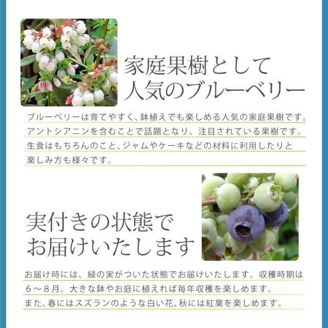 父の日 プレゼント 実付きブルーベリー鉢植えギフト 果樹苗 果物 家庭菜園 21の通販はau Pay マーケット ｆｌｅｕｒ ｔｏｗｎ 吉本花城園
