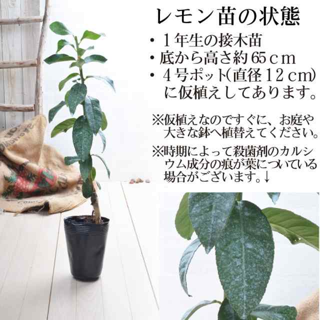 レモン 苗木 品種 スイートレモネード レモンの木 庭木 植木 1年生