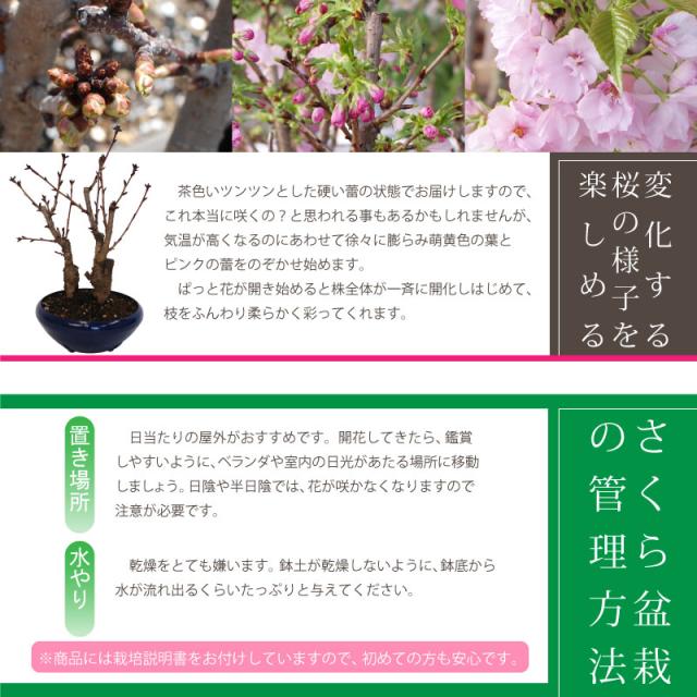 桜盆栽 さくら盆栽 ５号プラ鉢 自宅でお花見桜盆栽 の通販はau Pay マーケット ｆｌｅｕｒ ｔｏｗｎ 吉本花城園
