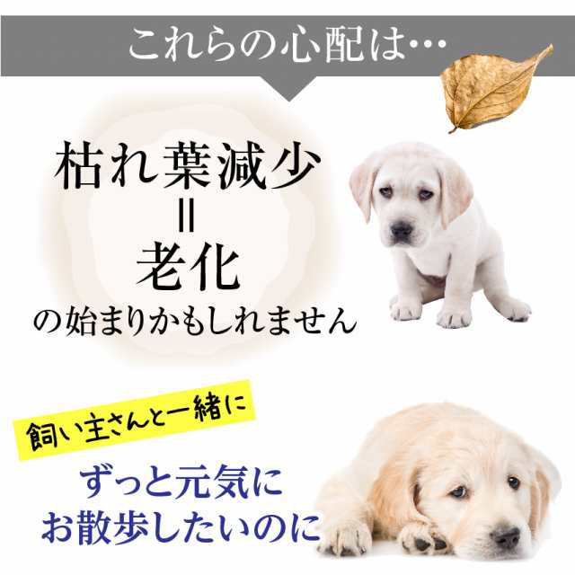 犬 猫用 関節 サプリメント 骨 げんき15g 無添加 粉末 メール便 送料無料 の通販はau Pay マーケット 犬のご飯とケーキのドッグダイナー