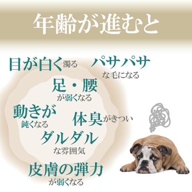 犬 老化 筋力 体力 サプリメント みらいのヒトサジ 無添加 高齢犬 シニア 送料無料 の通販はau Pay マーケット 犬 のご飯とケーキのドッグダイナー 犬 老化 筋力 体力 サプリメント みらいのヒトサジ 無添加 高齢犬 シニア 送料無料 の通販はau Pay マーケット 犬 のご飯とケーキのドッグダイナー