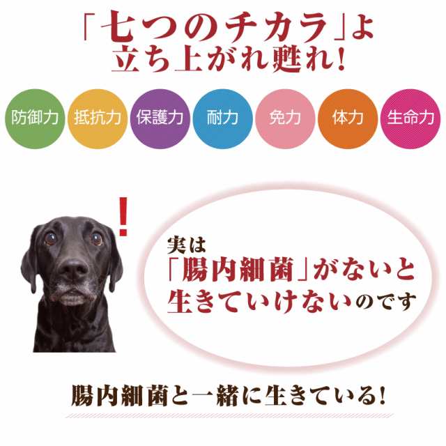 犬 ペット用 腸内環境 腸 国産 サプリ 菌 力マン 無添加 送料無料 の通販はau Pay マーケット 犬のご飯とケーキのドッグダイナー