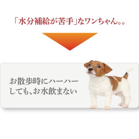 犬 手作りご飯 犬用 お散歩 スープ 無添加 国産 小分け 冷凍 の通販はau Pay マーケット 犬のご飯とケーキのドッグダイナー