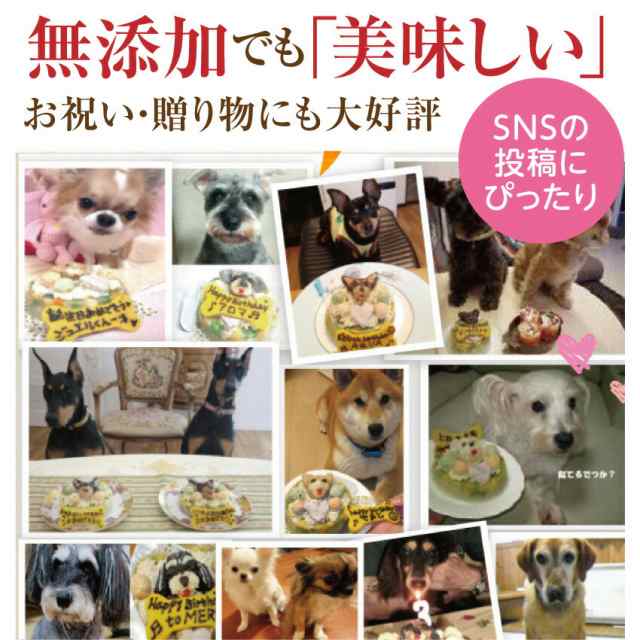 犬用 誕生日ケーキ 犬の似顔絵 ケーキ 無添加 犬用ケーキ クール便 の通販はau Pay マーケット 犬のご飯とケーキのドッグダイナー