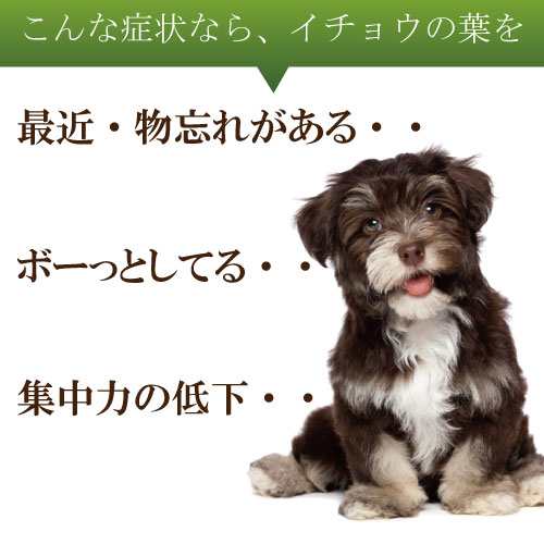 犬用 脳 うっかり ぼけ 呆け 惚け に ハーブ イチョウ葉 20g 無添加 国産 メール便 送料無料 の通販はau Pay マーケット 犬 のご飯とケーキのドッグダイナー