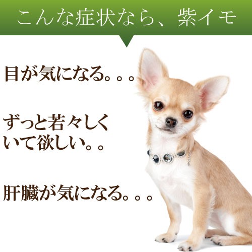 ペット 犬用 肝臓 目に ハーブ 紫芋 g 無添加 国産 送料無料 の通販はau Pay マーケット 犬のご飯とケーキのドッグダイナー