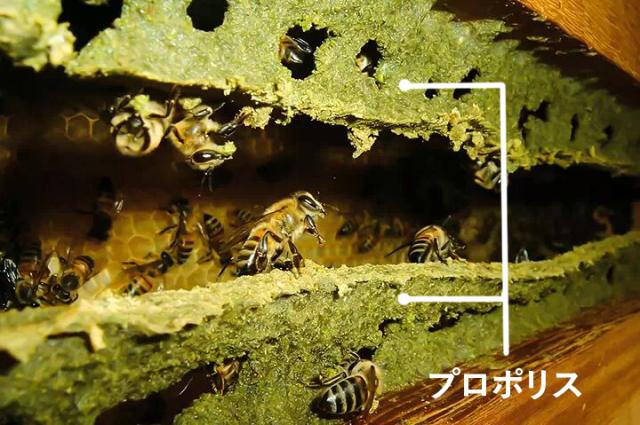 森川健康堂 プロポリス液 60mlプロポリス×3本セット プロポリス ブラジル 送料無料_5