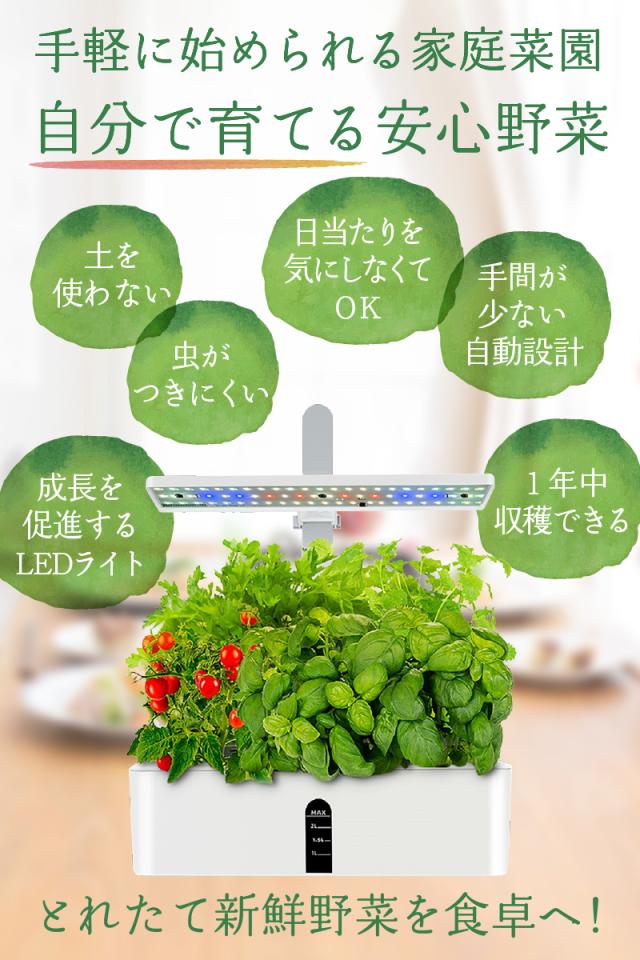 家庭菜園セット、ご予約承ります。 水耕栽培 キット セット 家庭菜園 プランター栽培 育苗 水耕栽培