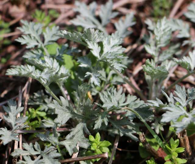 よもぎ茶 高原の新芽よもぎ茶20g 農薬不使用 純国産の福岡県産100％ 最