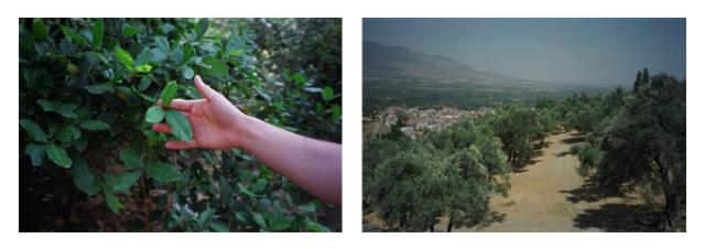 高品質 ローレル ホール ５g 農薬不使用 有機ローレル使用 無肥料 自然栽培 月桂樹 ローリエ ベイリーフ スパイスハーブ 香辛料の通販はau Pay マーケット オーガニック ナチュラルのお店サンタローサ