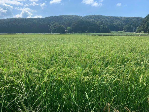 数馬酒造 竹葉 能登純米 1.8L 1ケース6本入り 石川県 地酒 日本酒 清酒 送料無料 北海道 沖縄は加算 1800ml 日本酒